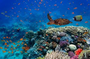 I korallreven lever många olika arter tillsammans.